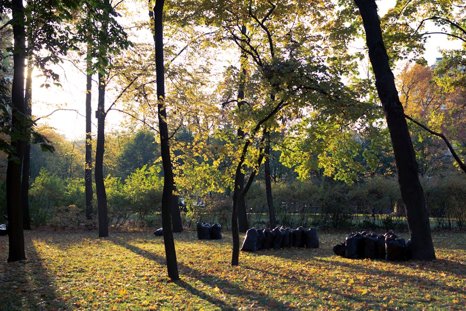 A park setting during late afternoon or early evening, with several tall, slender trees with dark brown bark and green to yellow autumn leaves, casting long shadows across a grassy area covered with fallen leaves. In the background, dense foliage and bushes add depth to the scene. On the ground, multiple black garbage bags filled with leaves or garden waste are arranged in small clusters, positioned near the trees and along a dirt or gravel pathway. The natural lighting creates a warm, diffused glow, highlighting the textures of the leaves and the bags. This scene may relate to outdoor waste disposal or collection activities, emphasizing the importance of proper rubbish handling in maintaining park cleanliness, potentially supported by private waste removal services like Waste Disposal Finsbury Park when managing garden refuse and debris after landscaping or tree maintenance.